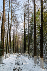 The shady paths after the snowfall in the Mogan Mountain Scenic Area of Deqing County, Huzhou City, Zhejiang Province, China.