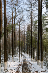 The shady paths after the snowfall in the Mogan Mountain Scenic Area of Deqing County, Huzhou City, Zhejiang Province, China.