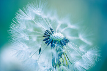 Serene picturesque dandelion macro closeup featuring delicate seed head wallpaper. Gorgeous pastel green blue background soft spring summer light calm botanical lush foliage nature fine art background