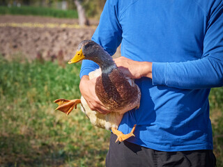 Man holding a domestic duck in his hands on a farm. Human-bird interaction.