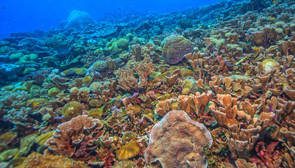 Coral reef off the coast of island in South Pacific