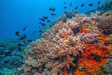 Coral reef off the coast of island in South Pacific