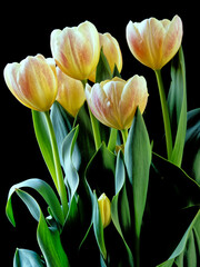 Tulip in bloom, early spring