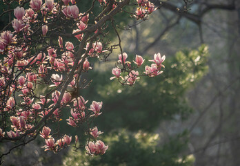 Magnolia tree in bloom in early spring