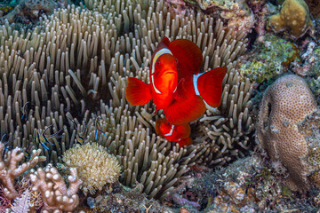 tomato clownfish ,Amphiprion frenatus, is a species of marine fish