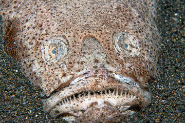 Pacific stargazer fish in sand in Indonesia