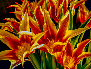 Tulip in bloom, early spring, orange yellow