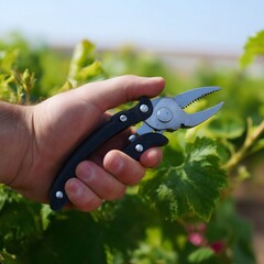 Hand holding pruning shears in vineyard