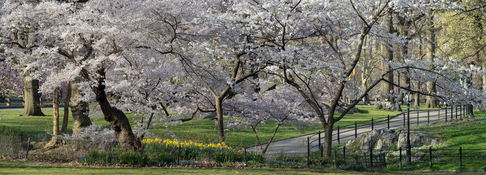 Central Park in spring, flowering cherry trees