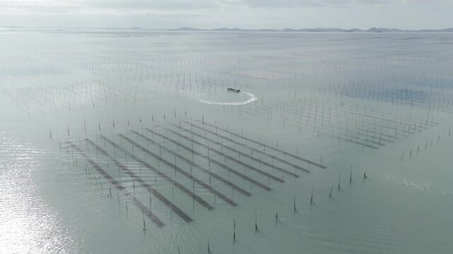 Aerial view of farmers harvesting seaweed from traditional Pole-system farms in Shinan mudflats (신안 갯벌의 전통 지주식 양식장에서 김을 채취하는 어민들의 항공 뷰)