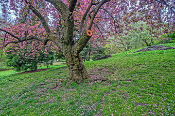 Central Park in spring, flowering cherry trees