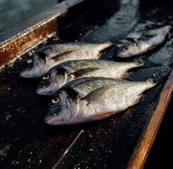 Freshly caught sea bream on fishing boat deck, wet surface, natural sunlight.
