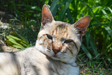 close up of a cat resting on ground in garden