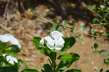 white periwinkle in the garden
