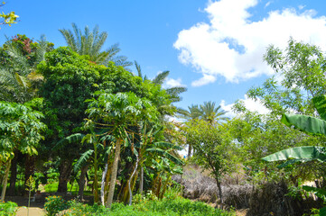 papaya fruit and palm trees and blue sky