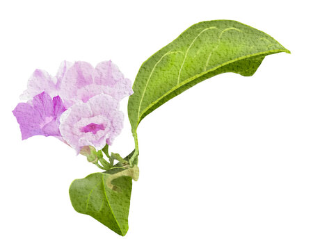 mansoa alliacea garlic vine digital watercolor