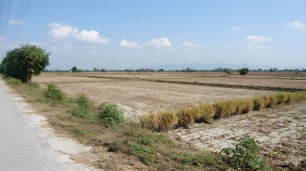 Obraz premium Vast expanse of harvested rice fields stretching under a bright blue sky