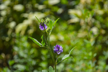 Alfalfa grass purple flowers nature, plants flora field