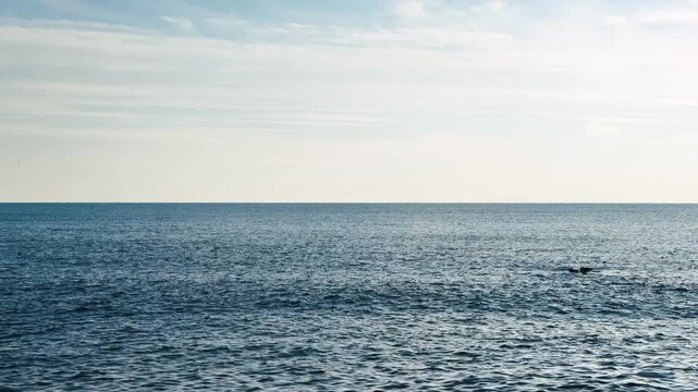 穏やかな様子の相模湾