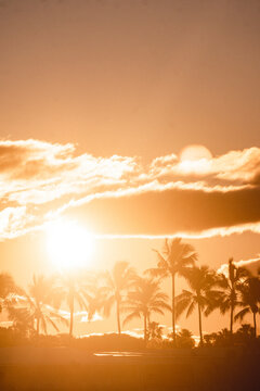 Sunset behind palm trees, Bargara, Queensland, Australia