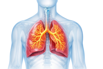 Human lungs with illuminated bronchial airways and trachea inside transparent chest showing respiratory inflammation and pulmonary damage isolated on white background