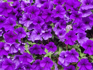 Magnificent blooming petunia, full frame. Close-up.