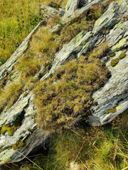 Background of stone rocks. Stones are covered with moss and various herbaceous plants. Rough stone texture of mountains. Theme Geology And Mountaineering.