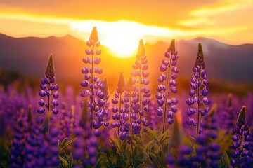 purple lupine flowers in a sunlit meadow at sunset with distant mountains and a warm golden sky, peaceful and serene mood