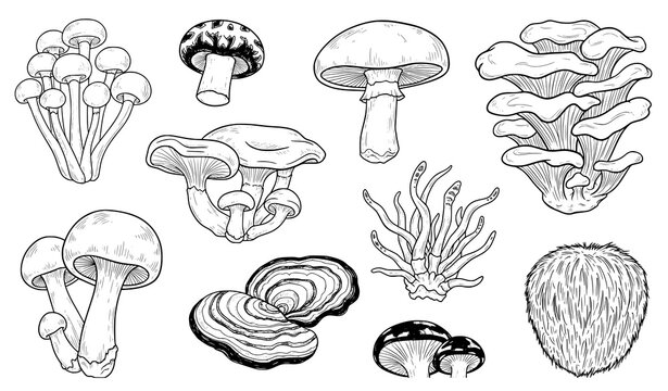 Japanese medicinal mushroom ink style seamless pattern vector