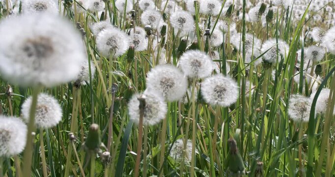 Fluffy Seeds dandelions Flying Over the Clearing. Shot on super slow motion camera 1000 fps.