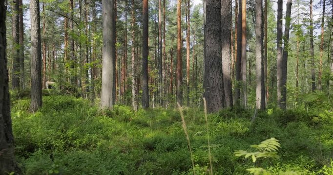 Aerial View of the Forest. Camera moves from the first person through the thicket of a pine forest