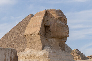 Horizontal View of the Great Sphinx of Giza, Cairo, Egypt, with some birds on top of the Sphinx. 