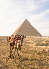 Two camels outside the Great Pyramids of Giza Cairo, Egypt