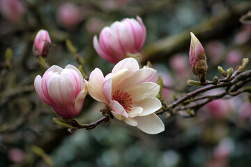 Obraz premium delicate pink magnolia blossoms bloom on a tree branch