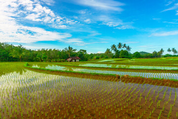 Fototapeta premium Beautiful morning view in Indonesia, panoramic landscape of rice fields with mountain ranges and clear sky