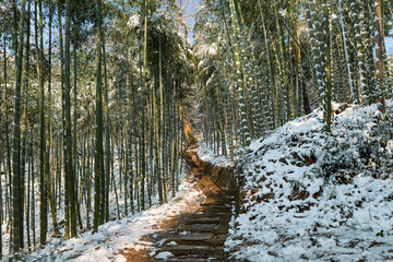 After the snowfall, the bamboo forest in the Moganshan Scenic Area of Deqing County, Huzhou City, Zhejiang Province, China.