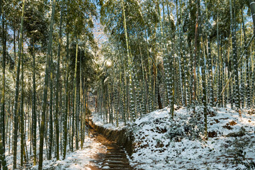 After the snowfall, the bamboo forest in the Moganshan Scenic Area of Deqing County, Huzhou City, Zhejiang Province, China.