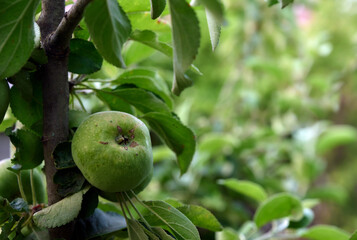 Close-up of green apples growing on a branch of a young apple tree.