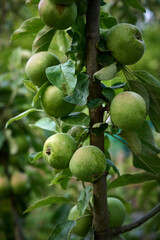 Close-up of green apples growing on a branch of a young apple tree.