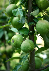 Close-up of green apples growing on a branch of a young apple tree.