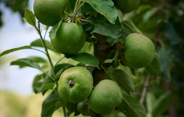 Close-up of green apples growing on a branch of a young apple tree.