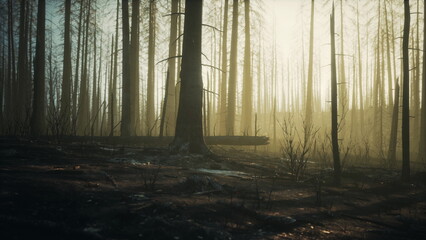 Fototapeta premium Fog blankets a serene forest as soft sunlight filters through tall, barren trees. The atmosphere evokes calmness, revealing natures resilient beauty after a challenging season.