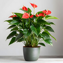 vibrant anthurium plant with lush green foliage