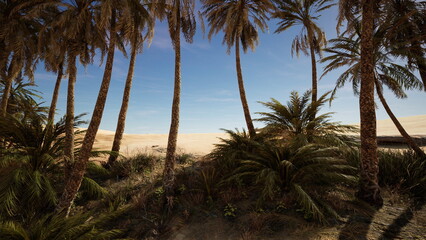Fototapeta premium In a serene landscape, tall palm trees rise beside lush green plants, framing expansive golden sand dunes. The sky is clear and blue, hinting at a tranquil sunset on the horizon.