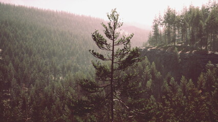 A stunning view of a tall tree standing proudly among a vast forest of evergreens. The soft morning...
