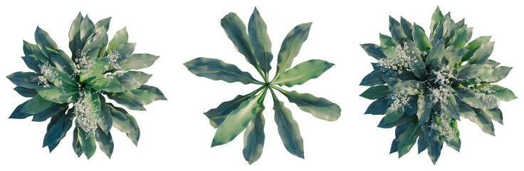 Arthropodium cirratum tree plan, top view, cutout, transparent background, isolate, architecture visualization, Vibrant Green Lily Turf Grass with Delicate White Flowers, Perfect for Landscaping