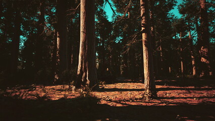 Naklejka premium Sunlight filters through tall trees in a peaceful forest. Shadows create a beautiful contrast on the ground, inviting exploration and reflection in natures quiet embrace.