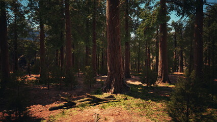Fototapeta premium Sunlight filters through the tall trees, casting gentle shadows on the forest floor. A sense of calm surrounds the vibrant greenery, inviting discovery and tranquility.