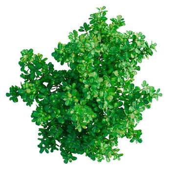 Coprosma repens tree plan, top view, cutout, transparent background, isolate, architecture visualization, Lush Green Bushery - A Vibrant Natural Element for Diverse Design Projects