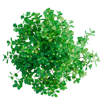 Coprosma repens tree plan, top view, cutout, transparent background, isolate, architecture visualization, Lush Green Foliage Arrangement &ndash; Vibrant Plant Life for Design Projects